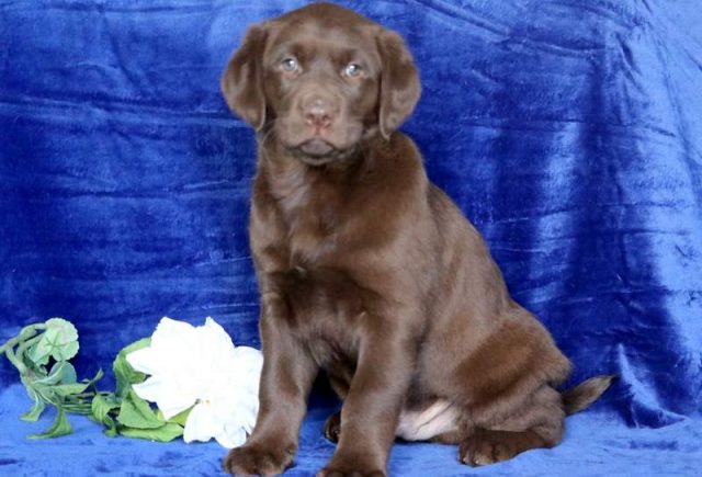 Barney-Golden-Labrador-1.jpg
