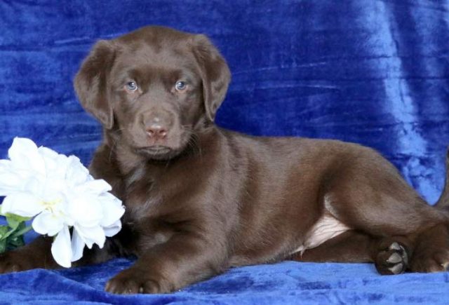 Barney-Golden-Labrador-2.jpg