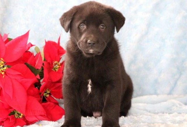 Bart-Akita-Mix-e1518967835390.jpg