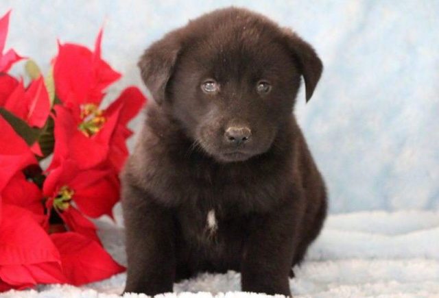 Bear-Akita-Mix-e1518967858303.jpg