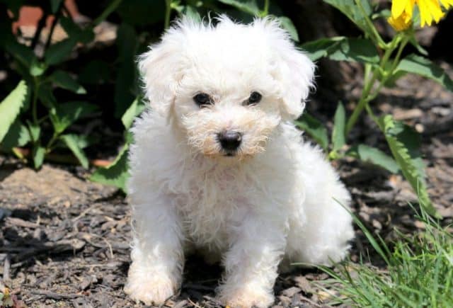 Beauty Bichon Frise Puppy For Sale Keystone Puppies