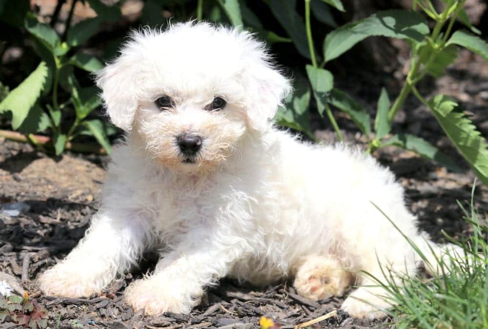 Beauty | Bichon Frise Puppy For Sale | Keystone Puppies