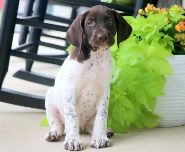 Beauty German Shorthaired Pointer Puppy For Sale Keystone Puppies