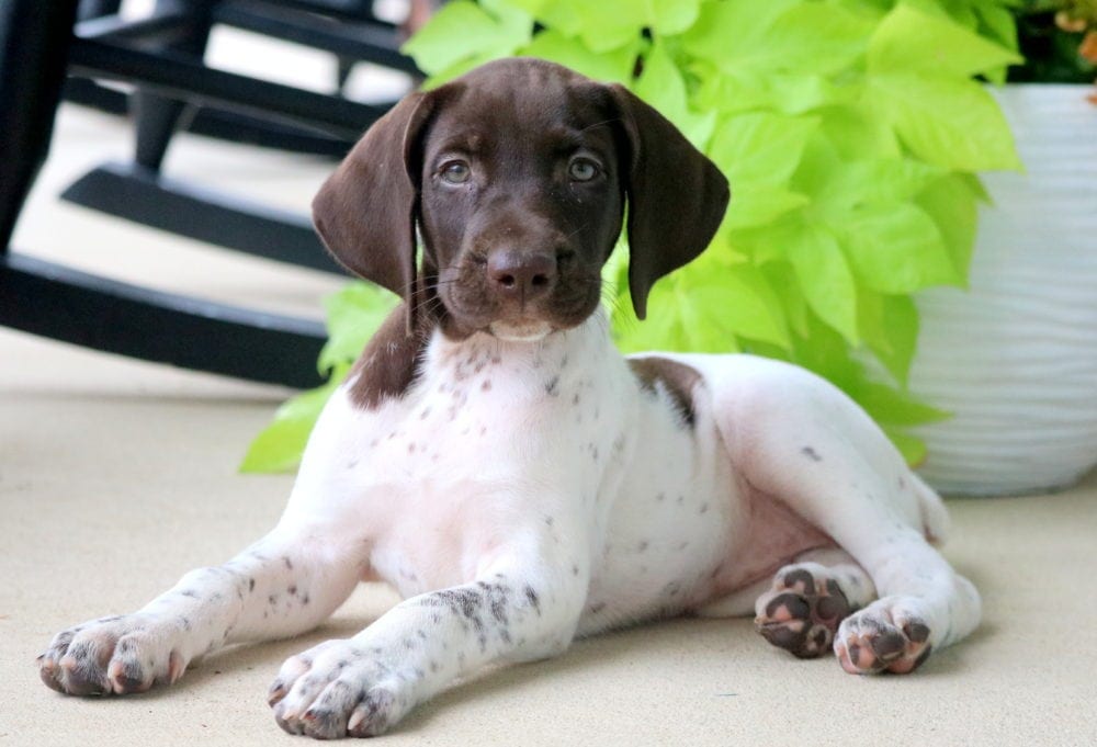 Beauty German Shorthaired Pointer Puppy For Sale Keystone Puppies