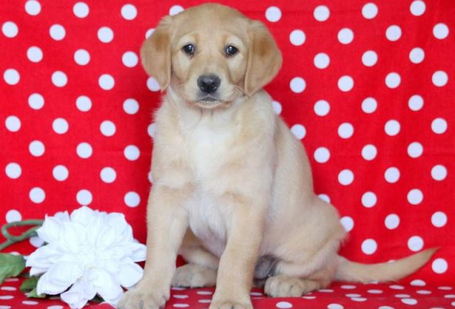 Beauty-Golden-Labrador-1.jpg