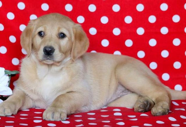 Beauty-Golden-Labrador-2.jpg