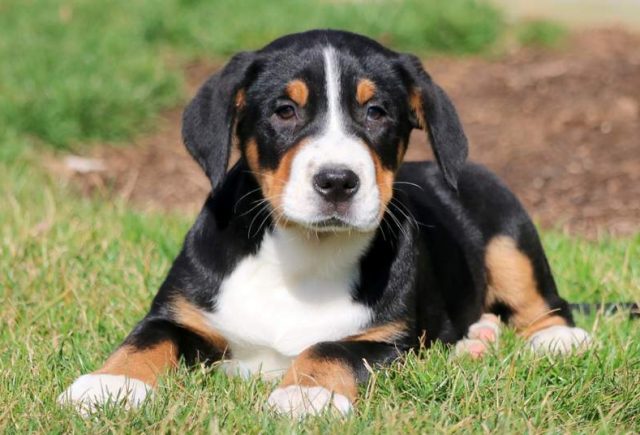 Beauty-Greater-Swiss-Mountain-Dog.jpg