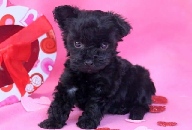 Beauty-Yorkiepoo.jpg