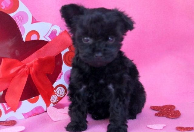 Beauty-Yorkiepoo2.jpg
