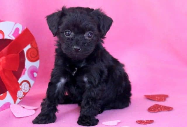Becca-Yorkiepoo.jpg