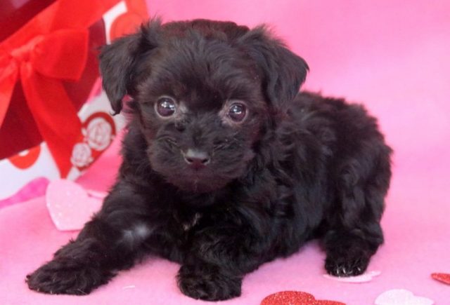 Becca-Yorkiepoo2.jpg