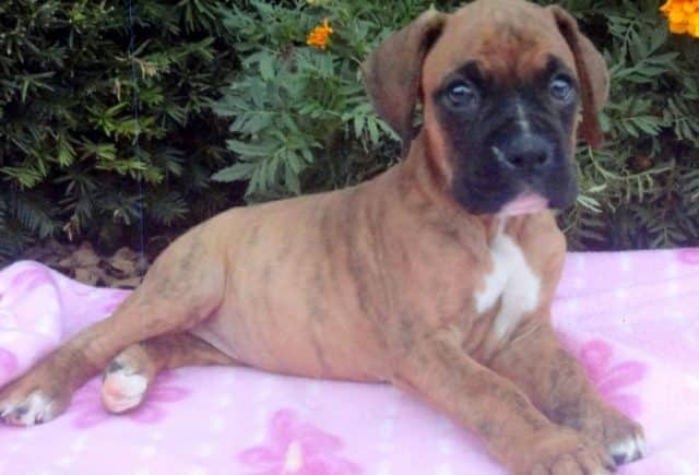 Bella-Boxer.jpg