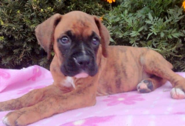 Bella-Boxer2.jpg