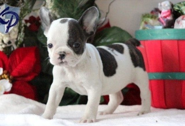 Bella-French-Bulldog.jpg
