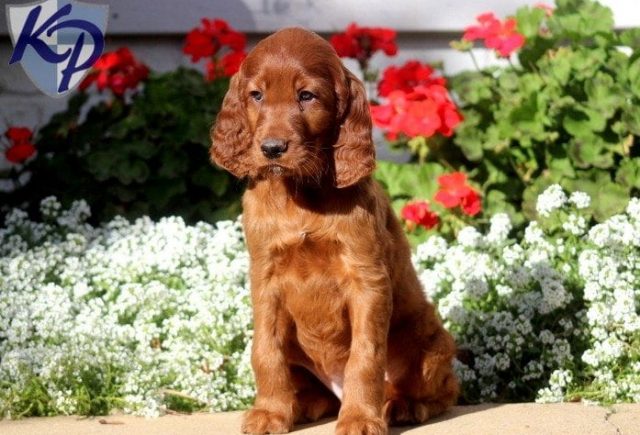 Bella-Irish-Setter.jpg