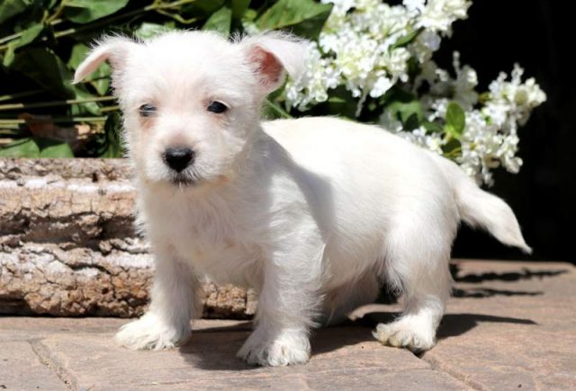Benjamin-Westie-1.jpg