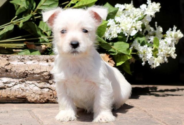 Benjamin-Westie-2.jpg