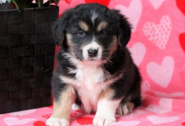 Bennie-Australian-Shepherd.jpg