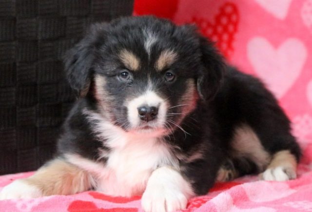 Bennie-Australian-Shepherd2.jpg