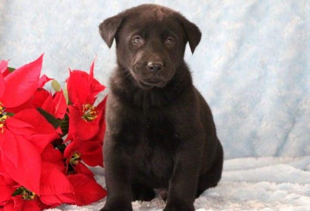 Benny-Akita-Mix-e1518967847176.jpg