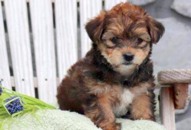 Bentley-Shorkie.jpg