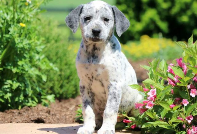 Bessie-Lab-Mix.jpg
