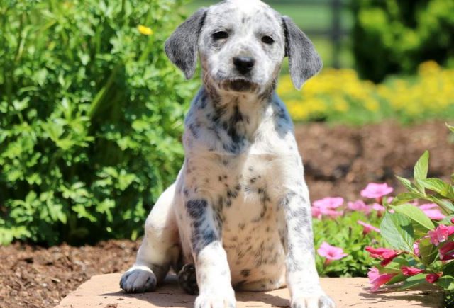 Bessie-Lab-Mix2.jpg