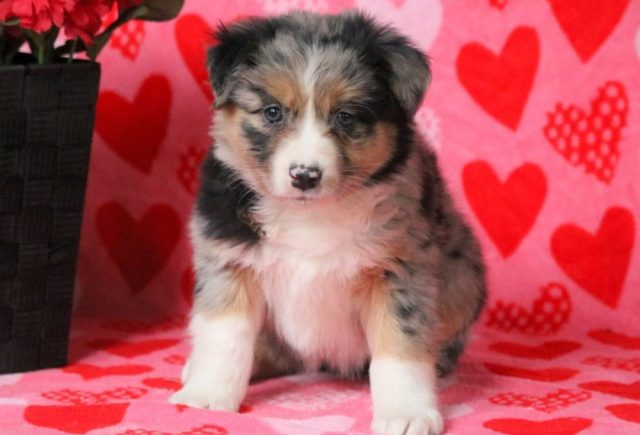 Bethany-Australian-Shepherd.jpg