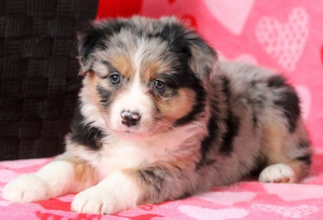 Bethany-Australian-Shepherd2.jpg