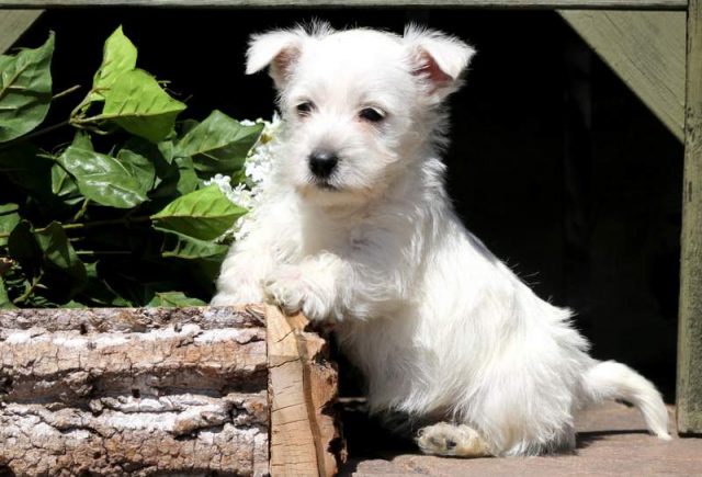 Betty-Westie-1.jpg