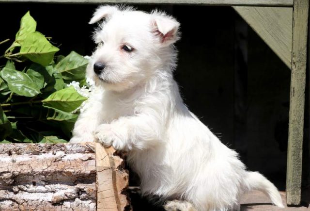 Betty-Westie-2.jpg