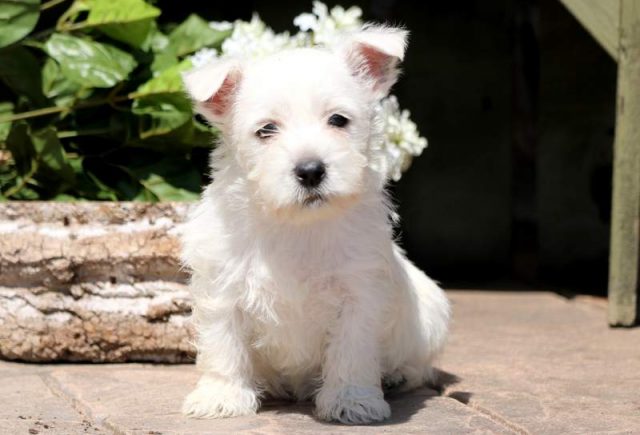 Betty-Westie-3.jpg