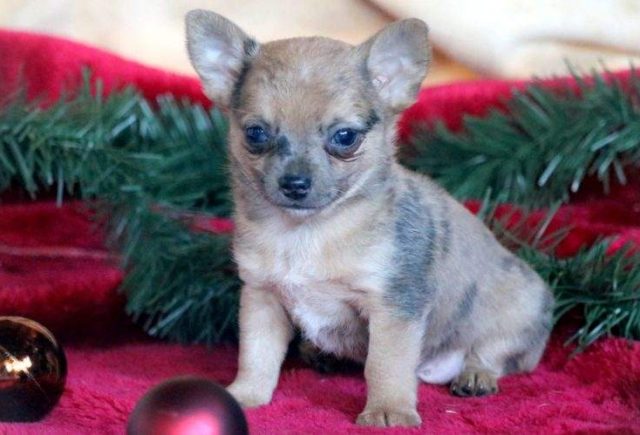 Billy-Chihuahua-e1519078638788.jpg