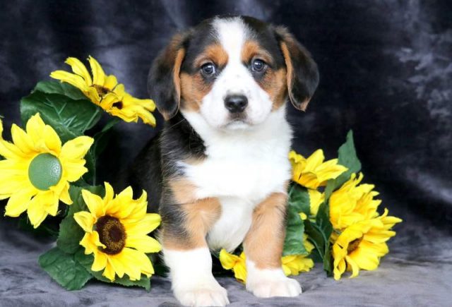 Bingo-Welsh-Corgi-Mix-1.jpg