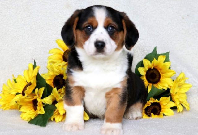 Bingo-Welsh-Corgi-Mix-2.jpg