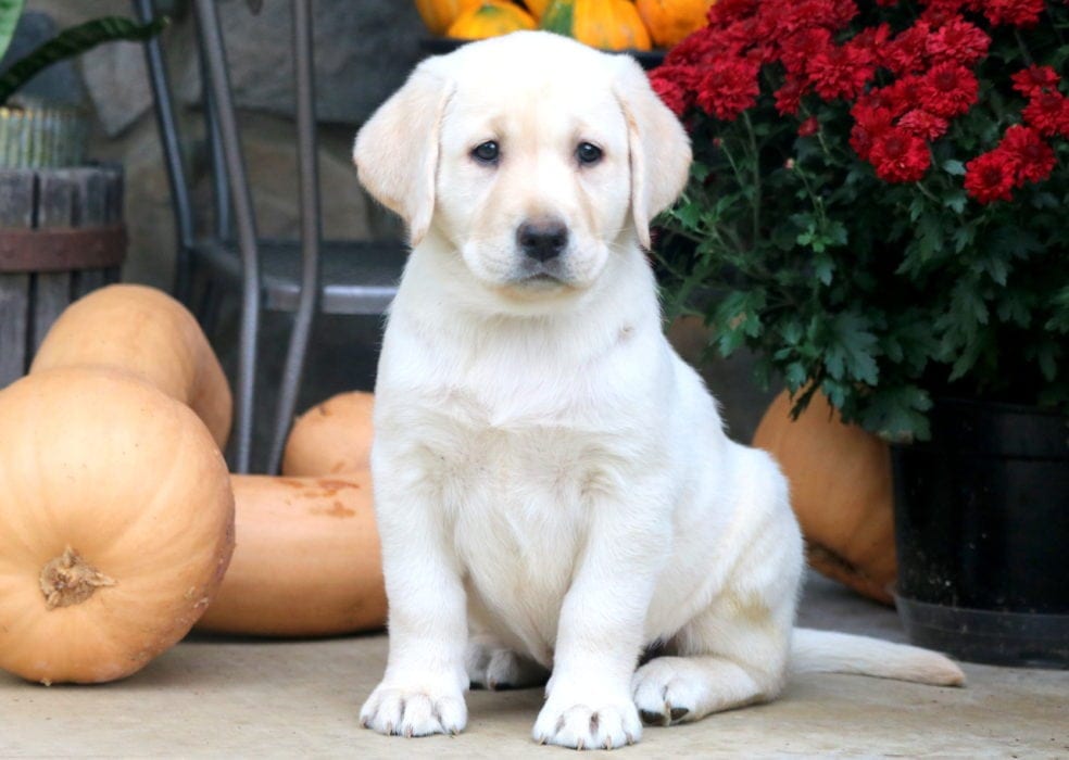 English Cream Labrador Retriever Puppies For Sale Keystone Puppies
