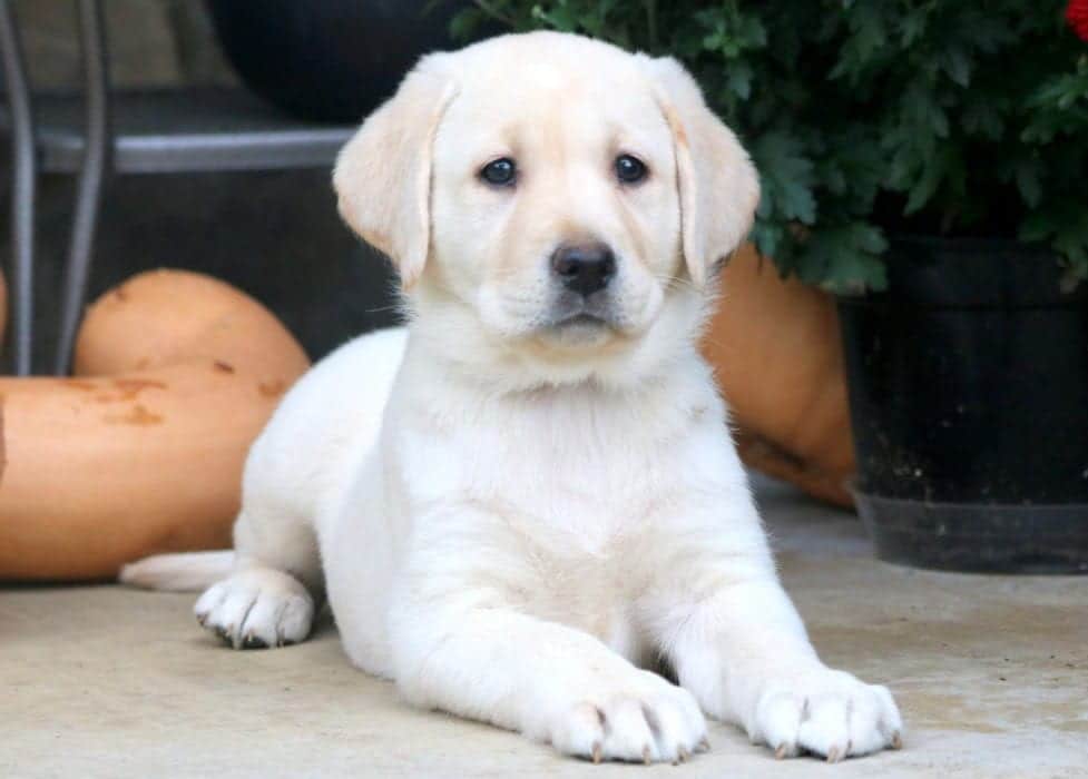 English Cream Labrador Retriever Puppies, Leah | Labrador Retriever - English Cream Puppy For Sale ... : Known for their excellent physical and mental strength, golden retrievers are the preferred assistant dogs after labrador retriever.