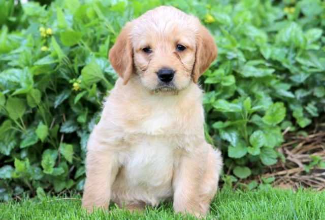 Binky-Labradoodle.jpg
