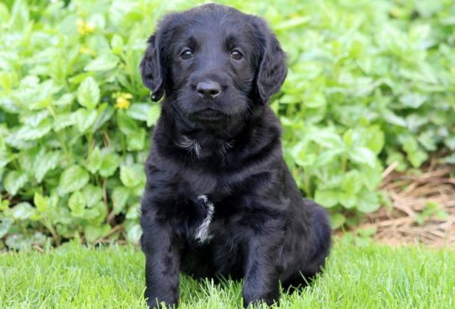 Biscuit-Labradoodle.jpg