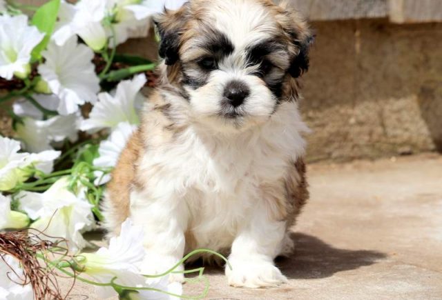 Biscuit-Shichon-1.jpg