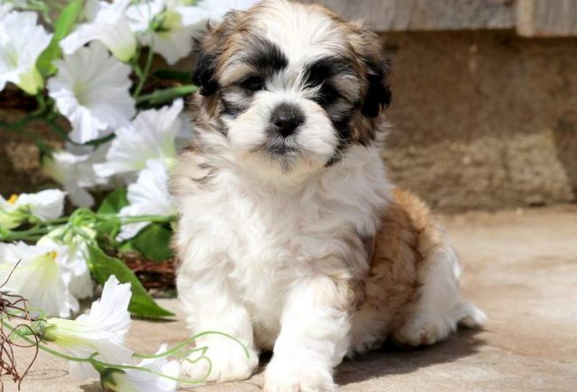 Biscuit-Shichon-2.jpg