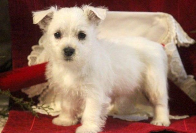 Blitzen-Westie-Retake-e1519230762542.jpg