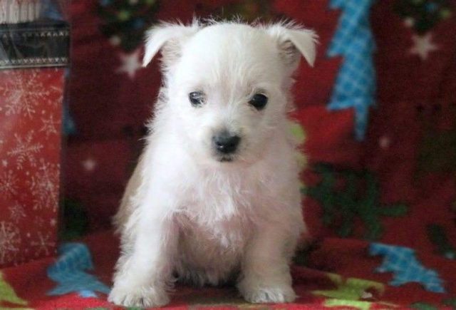 Blitzen-Westie2-e1519237920173.jpg