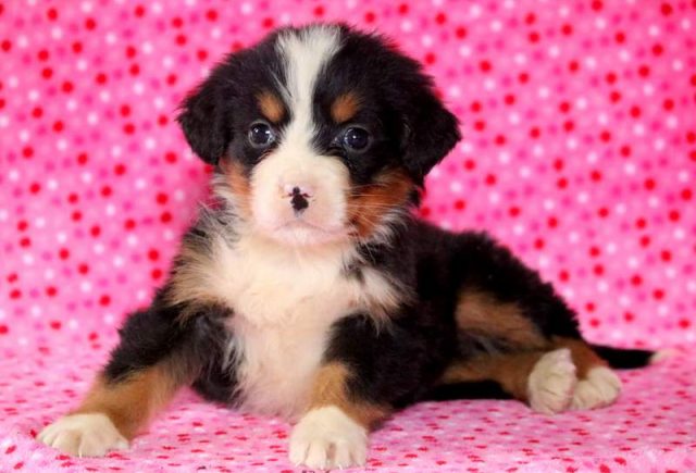 Blossom-Bernese-Mountain-Dog-2.jpg