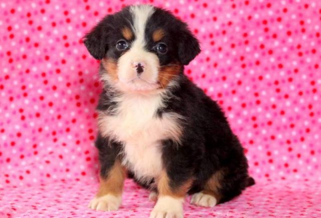 Blossom-Bernese-Mountain-Dog.jpg