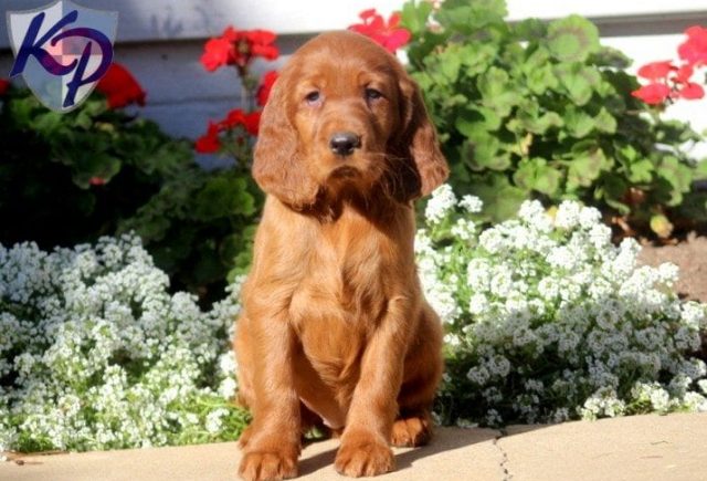Blossom-Irish-Setter.jpg