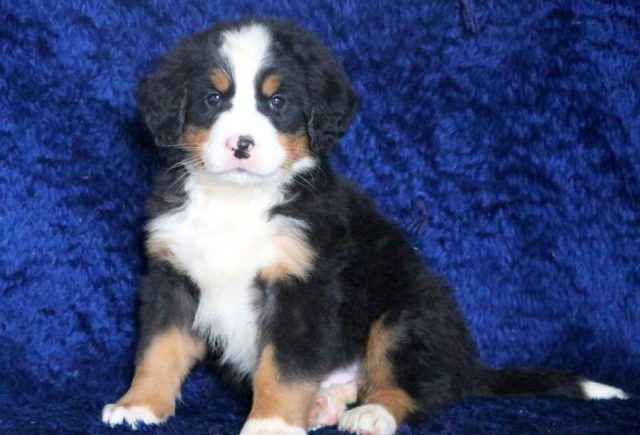 Bobo-Bernese-Mountain-Dog-2.jpg