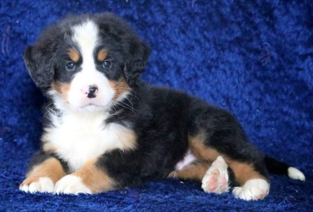 Bobo-Bernese-Mountain-Dog-3.jpg