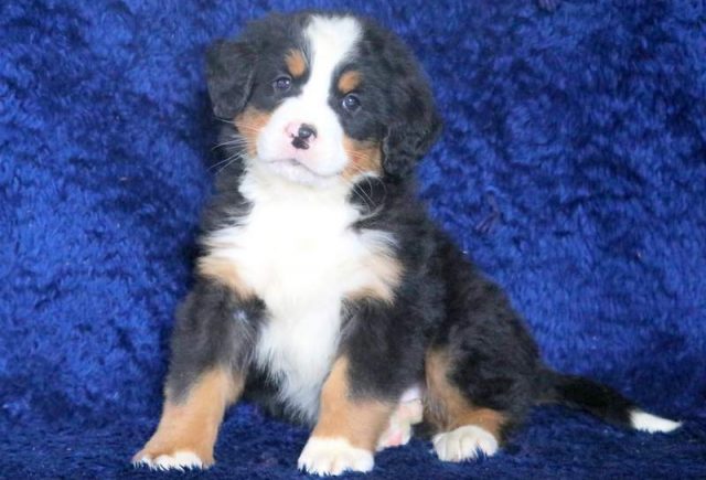 Bobo-Bernese-Mountain-Dog.jpg