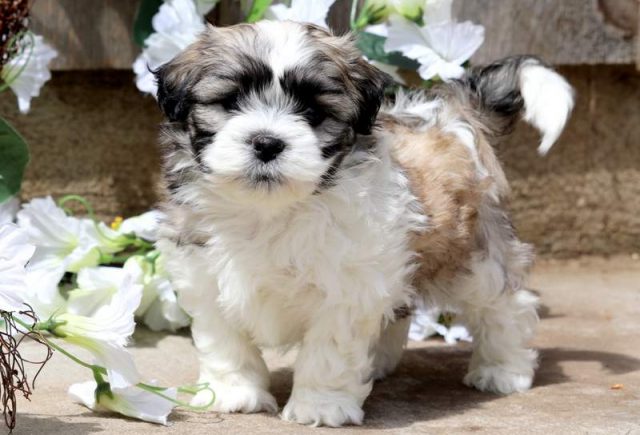 Bobo-Shichon-1.jpg